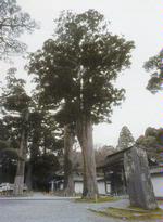 瑞巌寺老杉の画像