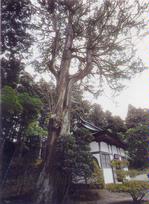 陽徳院・高野槙（こうやまき）　1本昭和45年12月1日指定の画像