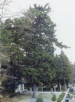 天麟院・はりもみ　1本昭和45年12月1日指定の画像
