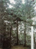 富山・杉　1本昭和45年12月1日指定の画像