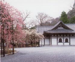 瑞巌寺の臥竜梅の画像